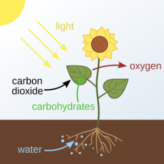 How do Grass and Trees Grow?