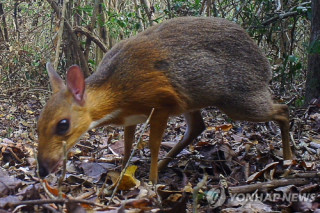 Discovering Giant Rodents: Mice and Rats Beyond Our Imagination