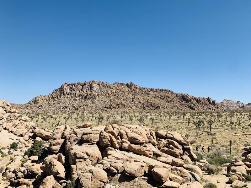 Sun, Rocks, and Adventure: A Day at Joshua Tree National Park