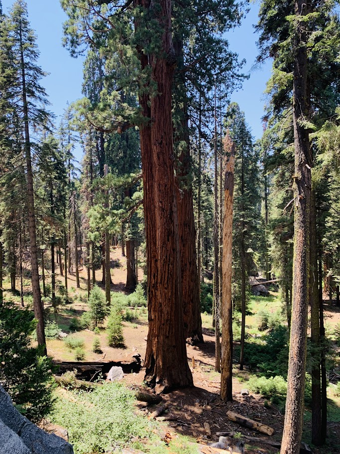 Exciting explore at Sequoia National Park