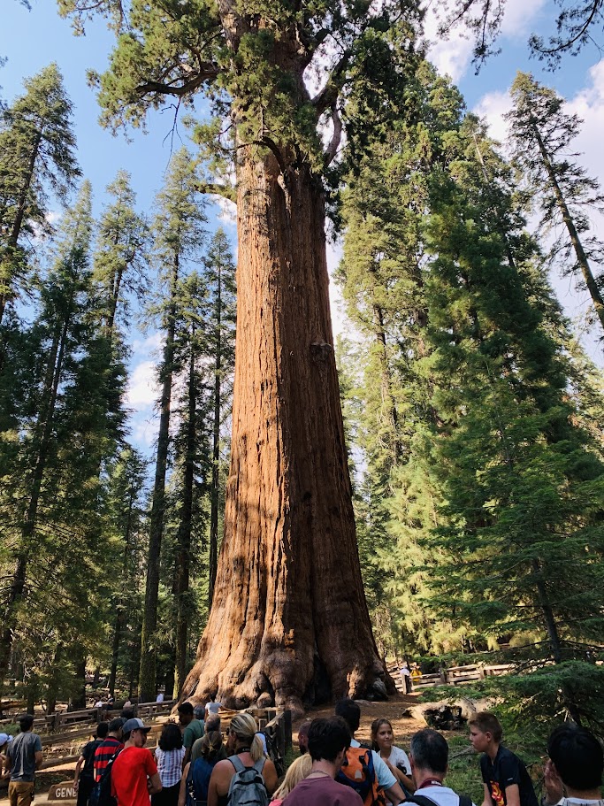 Exciting explore at Sequoia National Park