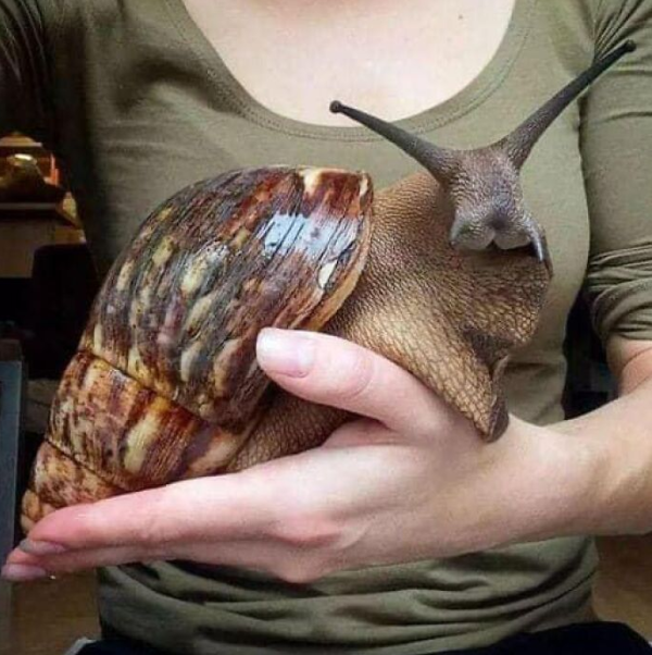 Amazing creature - The world's biggest snail - Giant African Land Snails