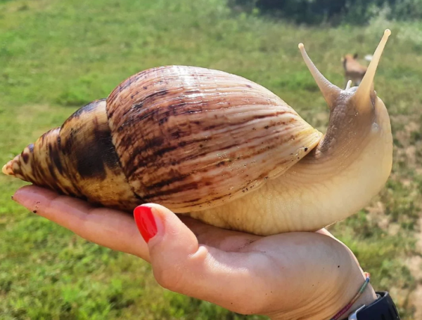 Amazing creature - The world's biggest snail - Giant African Land Snails