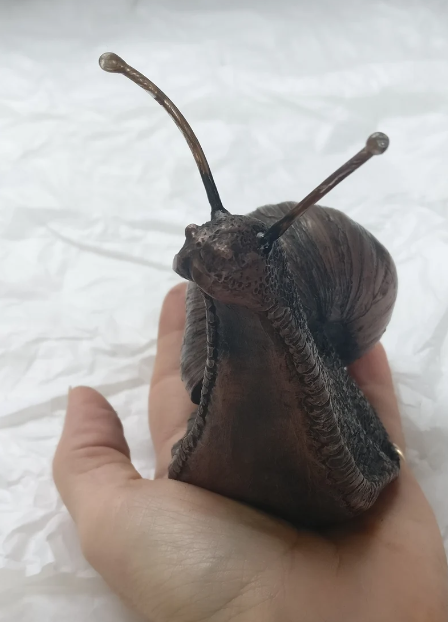 Amazing creature - The world's biggest snail - Giant African Land Snails