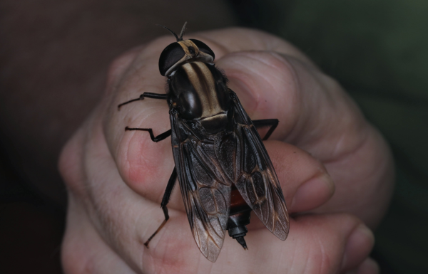 Imagine a Fly the Size of Your Fist: Exploring the World's Largest Flies