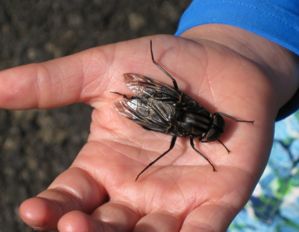 Imagine a Fly the Size of Your Fist: Exploring the World's Largest Flies