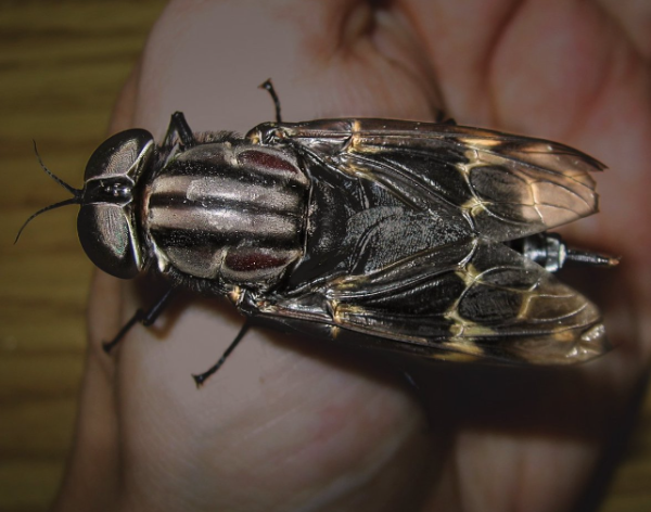 Imagine a Fly the Size of Your Fist: Exploring the World's Largest Flies