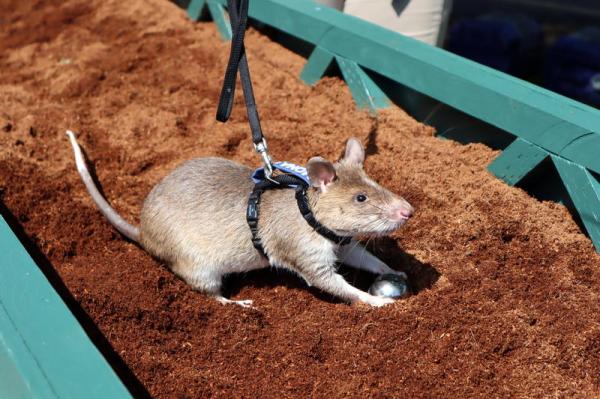 Discovering Giant Rodents: Mice and Rats Beyond Our Imagination