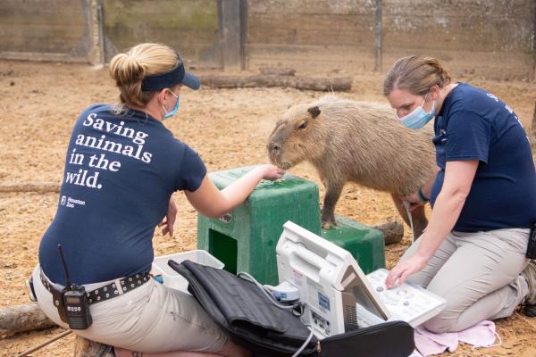 Discovering Giant Rodents: Mice and Rats Beyond Our Imagination