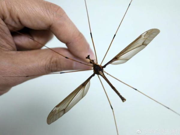 A Gigant Insect, a World's Biggest Mosquito (aka Holorusia)