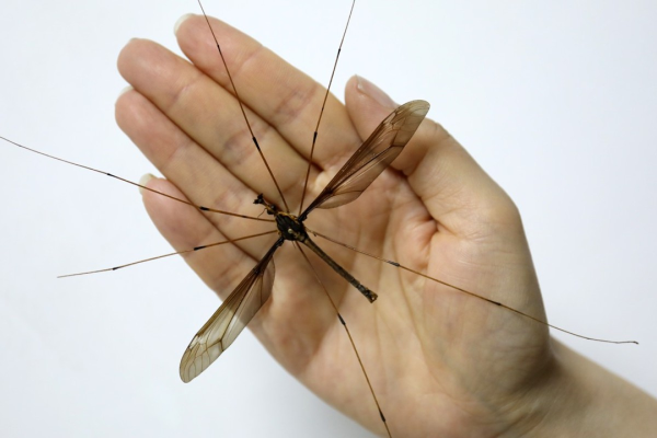 A Gigant Insect, a World's Biggest Mosquito (aka Holorusia)