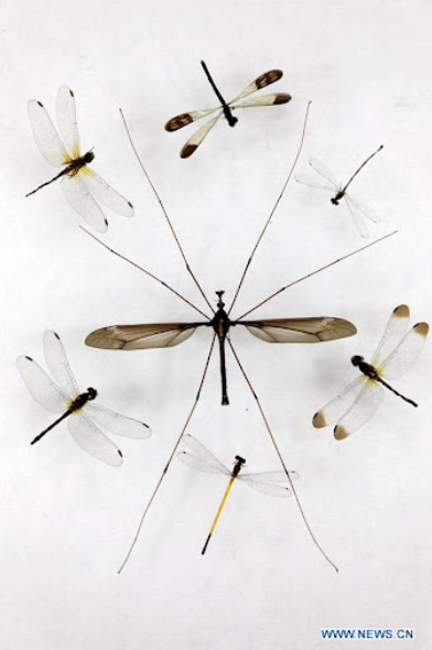 A Gigant Insect, a World's Biggest Mosquito (aka Holorusia)