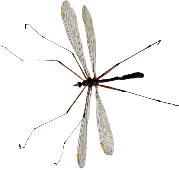 A Gigant Insect, a World's Biggest Mosquito (aka Holorusia)