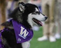 Exploring University of Washington (aka UW) - Schools and Majors