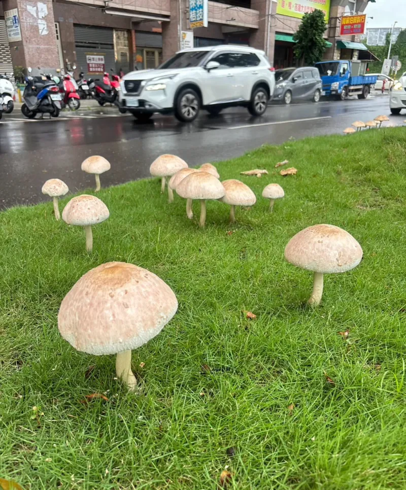 Poisonous Mushrooms sprouted along the roadside after Typhoon
