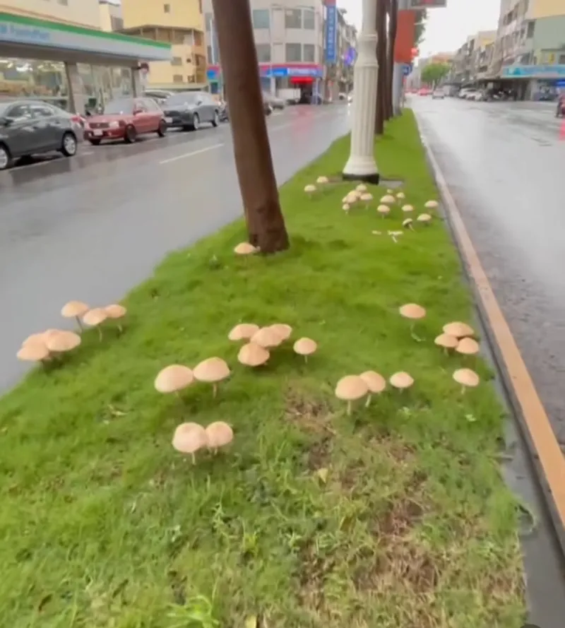 Poisonous Mushrooms sprouted along the roadside after Typhoon