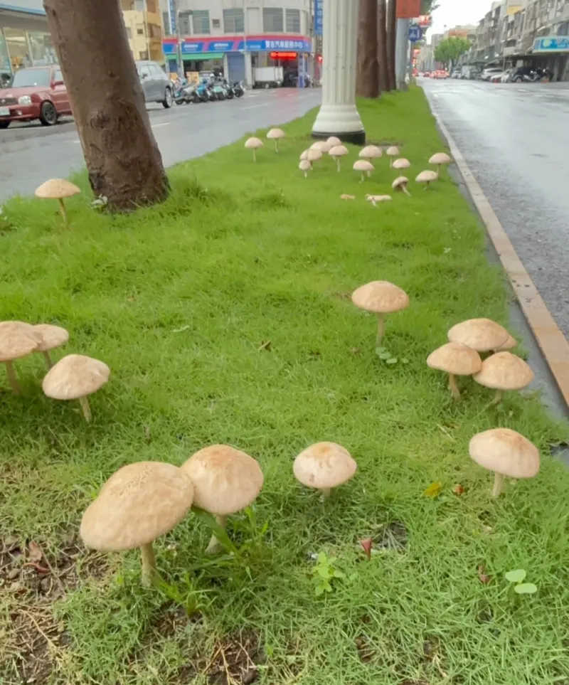 Poisonous Mushrooms sprouted along the roadside after Typhoon